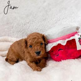 Jam - Apricot female Poodle puppy in Kula, Hawaii from Toy Poodle & Maltipoo Maui