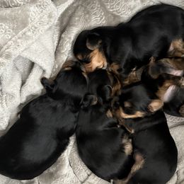 Yorkshire Terriers from April Hernandez