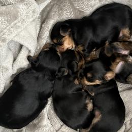 Yorkshire Terriers from April Hernandez