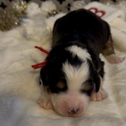 The Grinch - Tri-color male Bernedoodle puppy in Hegins, Pennsylvania from Bubbling Springs Doodles, LLC