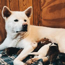 Yuri - Japanese Akitainu