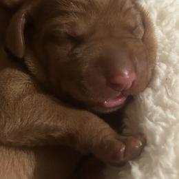 Boy 1 - male Wirehaired Vizsla puppy in Pittsburgh, Pennsylvania from Kendra Breeding