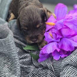 Fudge - Chocolate female Cavapoo puppy in Decatur, Illinois from Petite Pups