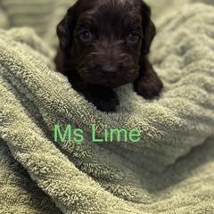 Boykin Spaniel Puppies from Taensas Boykins