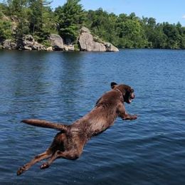 Dilute Retrievers and Labrador Retrievers from Crossed Pistols Labs