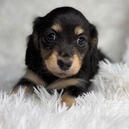 Nova - Black and cream female Dachshund puppy in Goodyear, Arizona from D&C Royal Dachshunds LLC