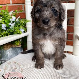 Aussiedoodle Puppies from Ridgeline Doodles