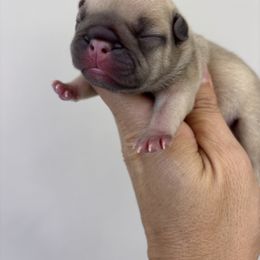 Hallie - Fawn female French Bulldog puppy in Clinton, Tennessee from Firefield’s Frenchies