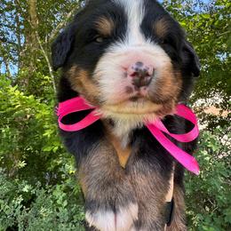 Pink - Black rust and white female Bernese Mountain Dog puppy in Harrisburg, North Carolina from Bunn Ranch Goldens & Bernese