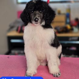 Valentino - Parti male Poodle puppy in Blue Ridge, Georgia from Beltane Standard Poodles