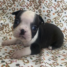 Dana - Black brindle and white female Boston Terrier puppy in Fillmore, Illinois from Wind Hill Puppies