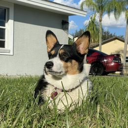 Marley  - Pembroke Welsh Corgi