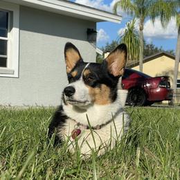 Marley  - Pembroke Welsh Corgi