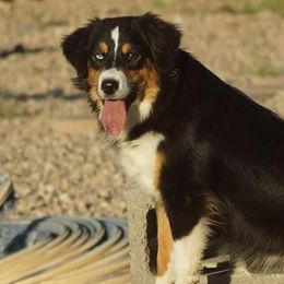Paige - Miniature American Shepherd