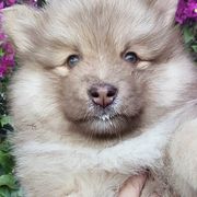 Finnish Lapphunds from Seahaven Finnish Lapphunds