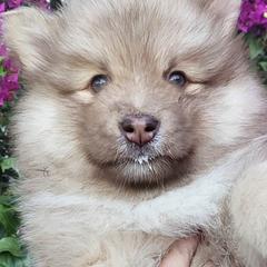 Finnish Lapphunds from Seahaven Finnish Lapphunds