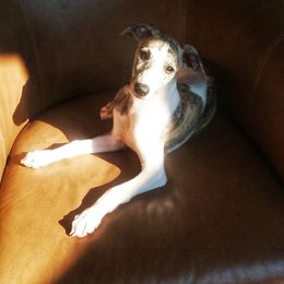 Whippet Puppies from In Vogue Whippets