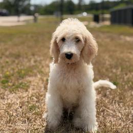 Trinity - White female Double Doodle puppy in Mineola, Texas from ETX Dandy Doodle