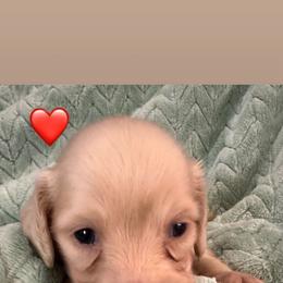 Nelly Red Collar Female - Cream female Dachshund puppy in Trade, Tennessee from TN Miniature Dachshunds & Basset Hounds