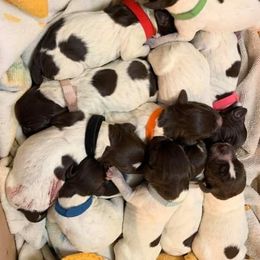 Wirehaired Pointing Griffon Puppies from Rocking S Griffons