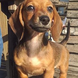 Dachshunds from Solid Rock Dachshunds