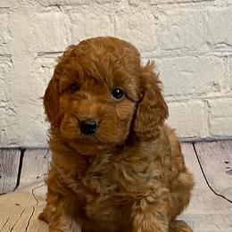 Goldendoodle and Poodle Puppies from Partridge Doodles and Poodles