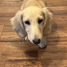 Dachshund Puppies from Honey Creek Dachshunds