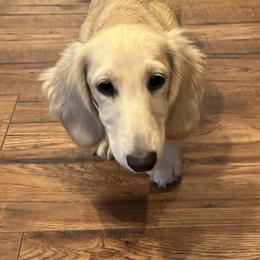 Dachshund Puppies from Honey Creek Dachshunds