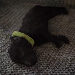 Abalone - Black female Poodle puppy in Veneta, Oregon from Jackalope Poodles