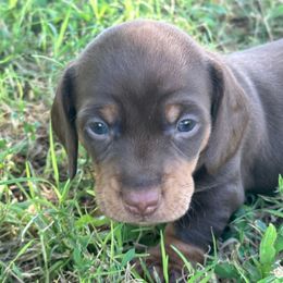 Smooth boy - Chocolate and tan male Dachshund puppy in Buckeye, Arizona from Ryder's Roundup