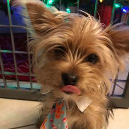 Biewer Terriers and Yorkshire Terriers from NorCal Terrier Kennel