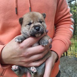 Boy 1 - Red male Shiba Inu puppy in Fairbanks, Alaska from Arctic Kennels (Pomskies, Akitas & Shibas)