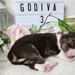Aussiedoodles, Labradoodles, and Miniature Australian Shepherds from Longhorn Kennels