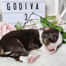 Aussiedoodles, Labradoodles, and Miniature Australian Shepherds from Longhorn Kennels