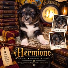 Hermione - Black tri-color female Australian Shepherd puppy in Evart, Michigan from Torry's Full Draw Aussie’s