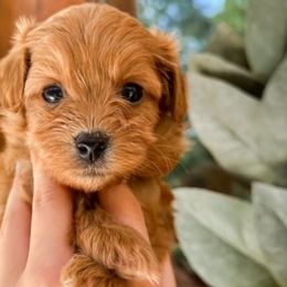 Cavapoochons from Doodle Puppy Crew