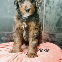 Pickle - Blue merle female Bernedoodle puppy in Pasco, Washington from Camp Doodle Woods