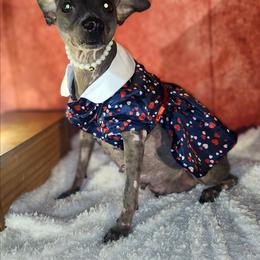 Ditta - American Hairless Terrier