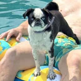Po - Pug