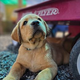 Teal - Yellow male Labrador Retriever puppy in Vacaville, California from Eternity Labradors