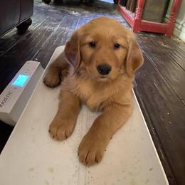 Golden Retriever Puppies from Rowan Retrievers