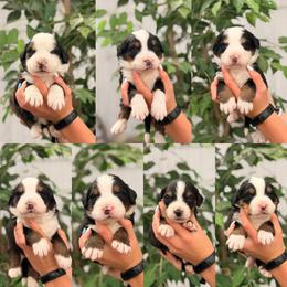 Male 7 - Tri-color male Bernese Mountain Dog puppy in New Haven, Indiana from Maumee Berners