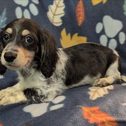 Mango the black and cream piebald boy - Black and cream male Dachshund puppy in Pelion, South Carolina from Doitsujin Dachshunds