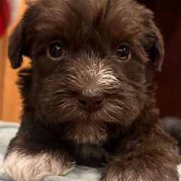 Miniature Schnauzers from County Line Schnauzers