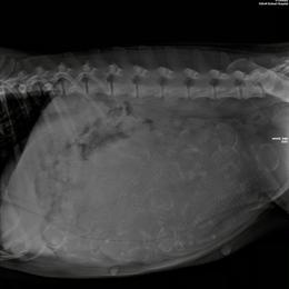 Rottweiler Puppies from Vom Arnold-Hause Rottweilers