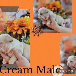 Bulldog and French Bulldog Puppies from Eclipse Bulldogs