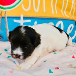 Jill - Chocolate female Havanese puppy in Hawthorne, Florida from Havanese Acres
