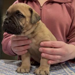 Boy 2 - male Bullmastiff puppy in Elyria, Ohio from Ambrosia Mastiffs