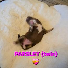 Parsley - Chocolate female Pomsky puppy in Weir, Texas from Bluebonnet Pomskies