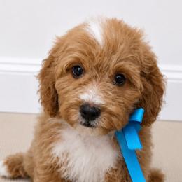 Ridge - Apricot male Cavapoo puppy in Ville Platte, Louisiana from The Barkery